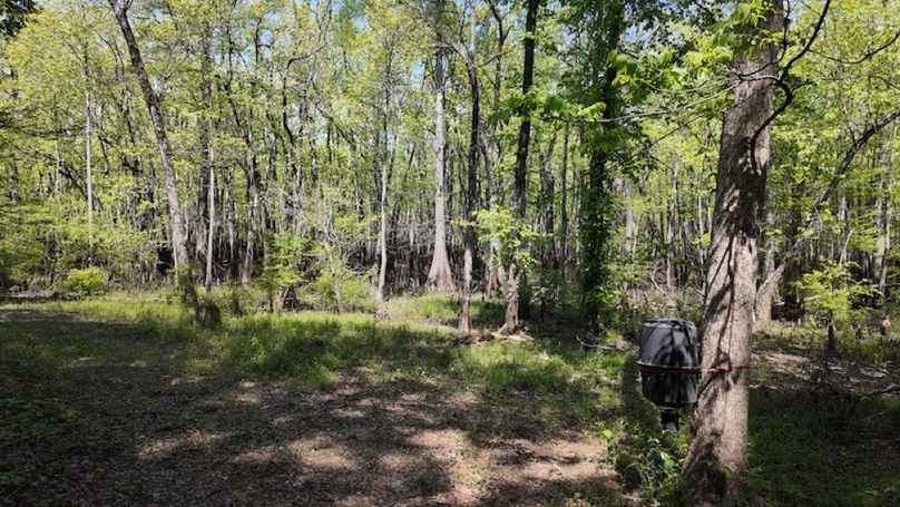 swamp20260501_0255