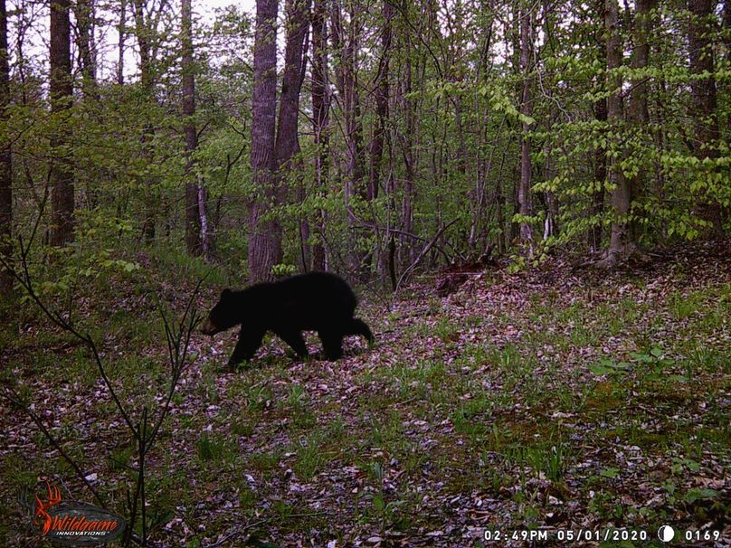 nelson bear 5-1-20 corner