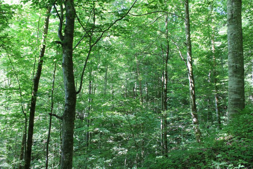 012 big woods in a north facing draw