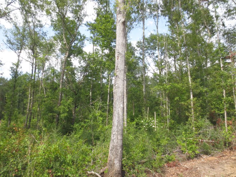 BC1C6A1C-9E9F-4B89-8742-B957656BC20C