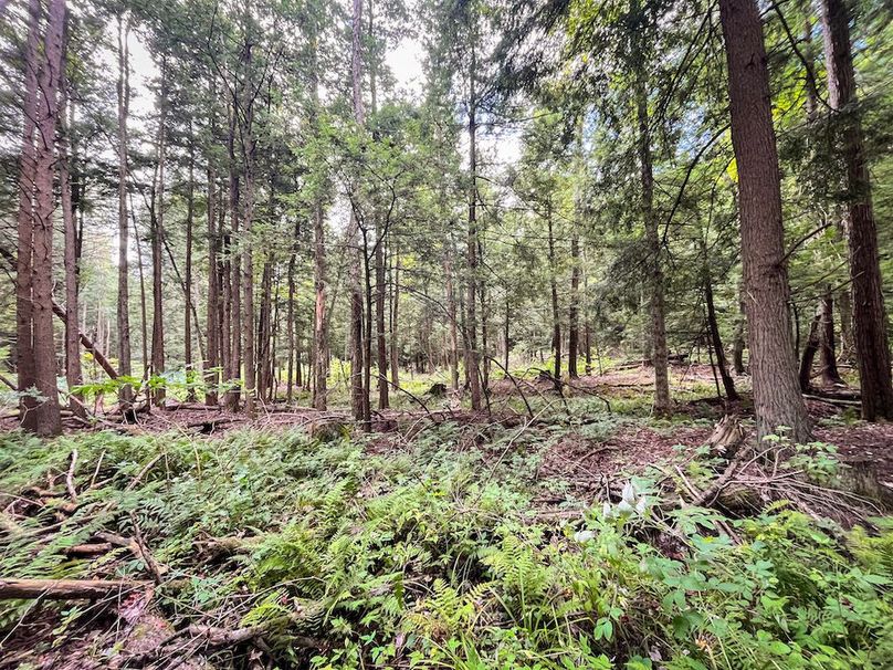 Chemung_60.55_Baumunk_Photos_28