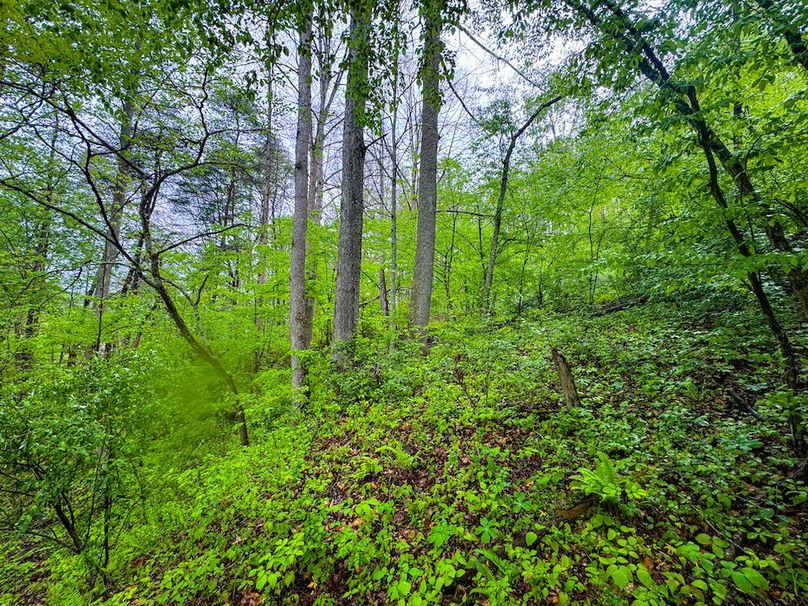 Lewis, WV 34.74 AC Graham-16