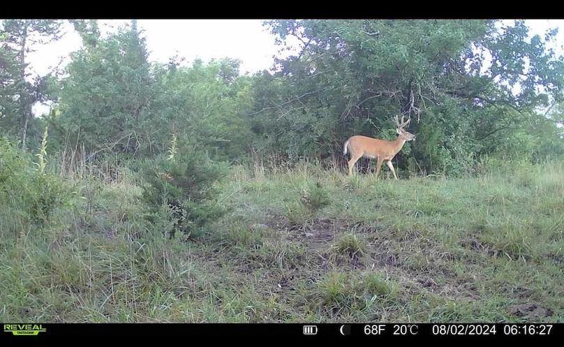 Trail Cam 2