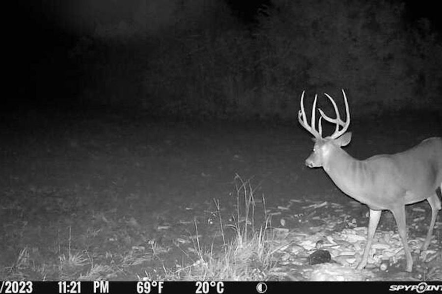 trail cam 4