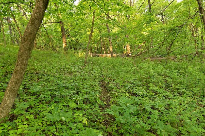 woods deer trail