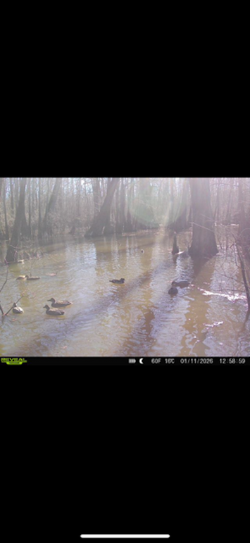 Marvel Swamp 9