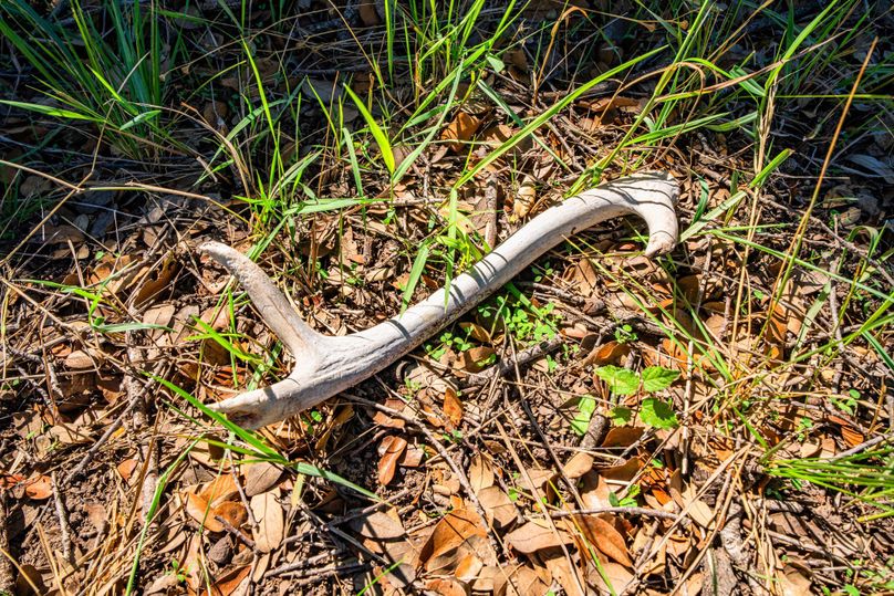 29-web-or-mls-DSC08563