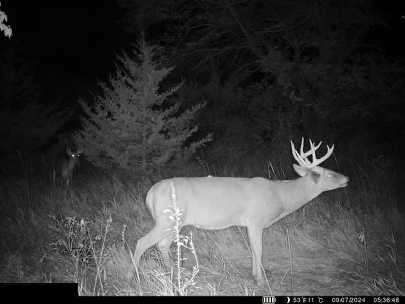 Trail Cam 1.3