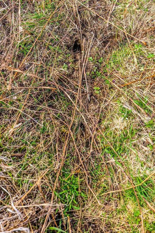 35-web-or-mls-IMG-35