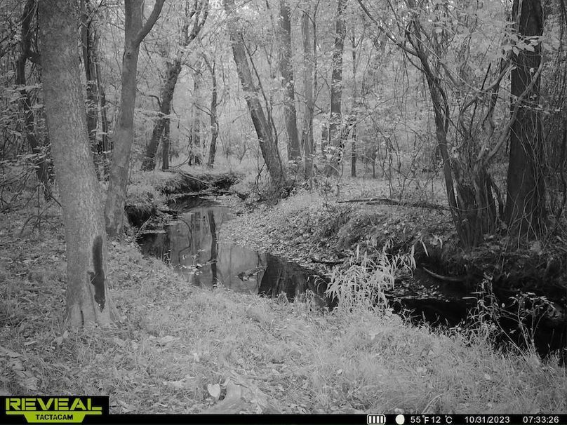 Trail cam Black Squirrel 