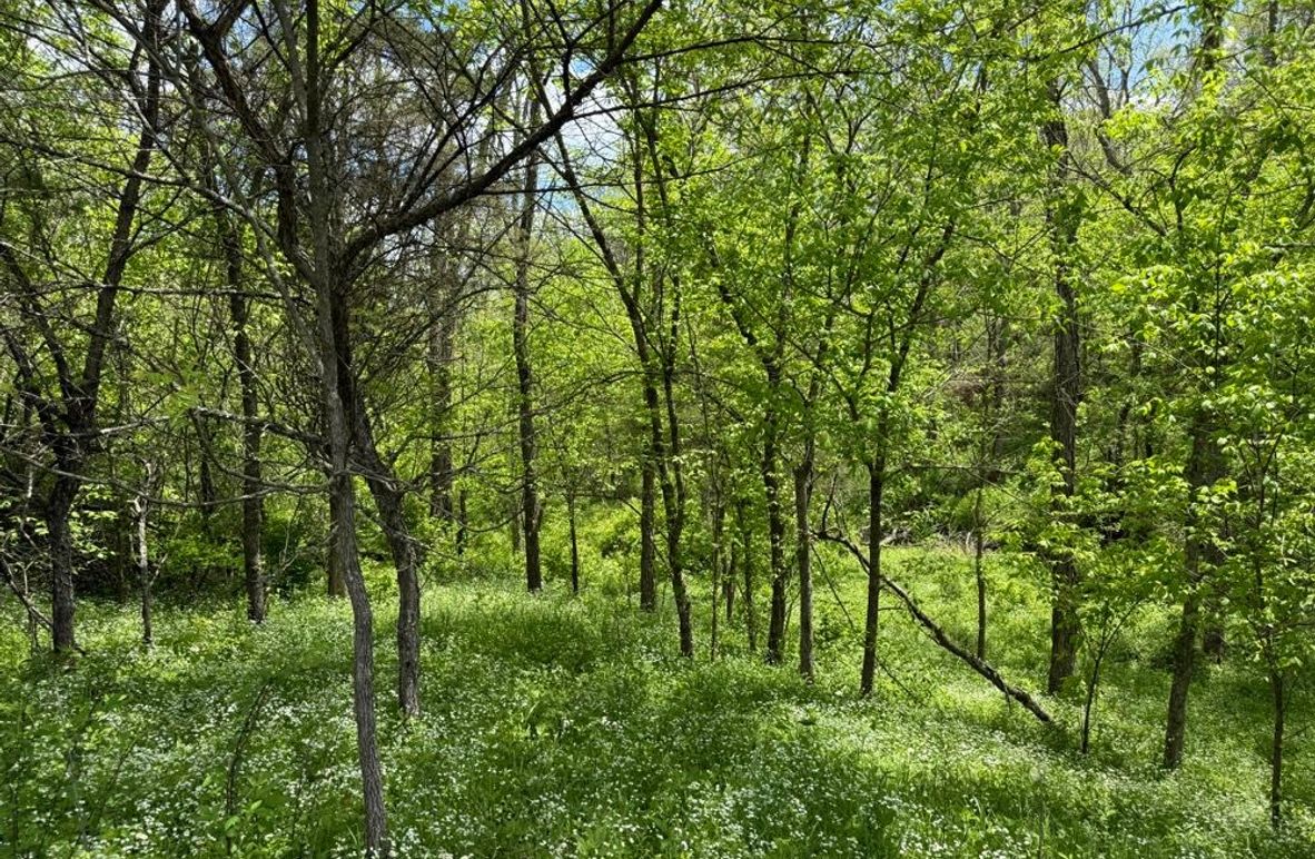 004 mid stage growth providing excellent cover and food for wildlife