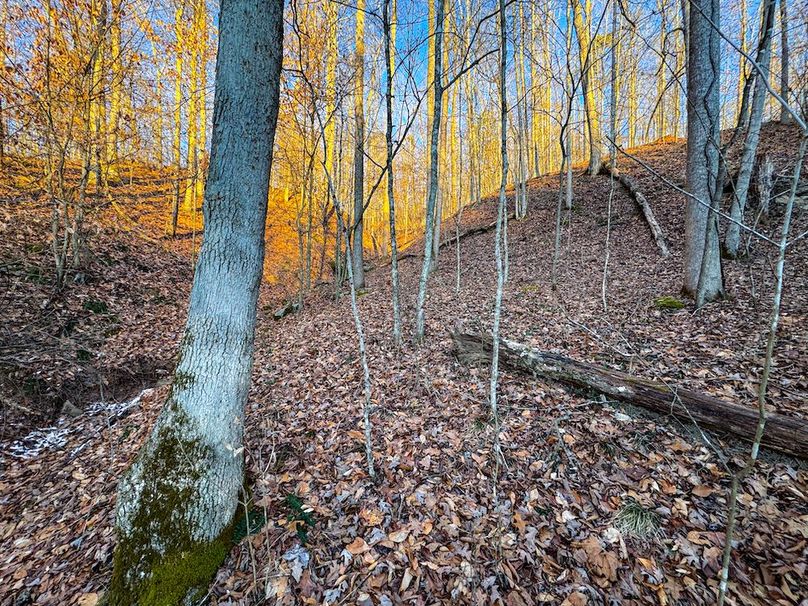 Roane, WV 100.12 AC Tree Line-28