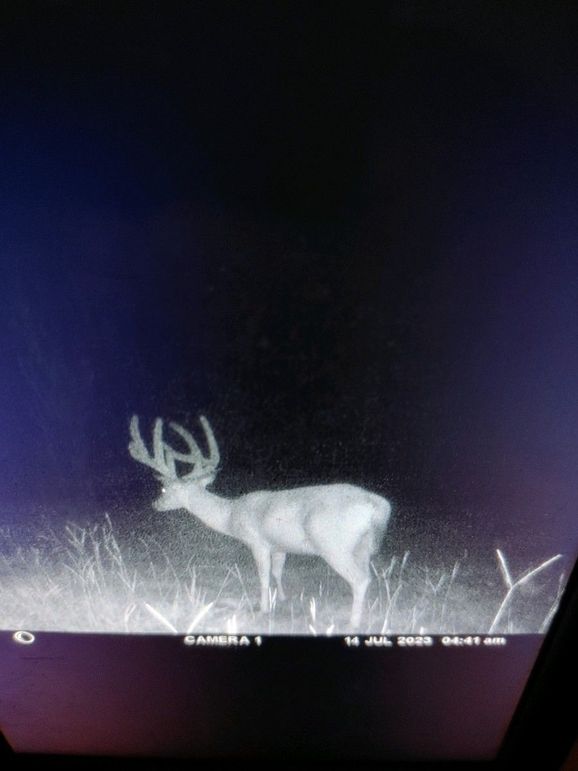 trail cam 8