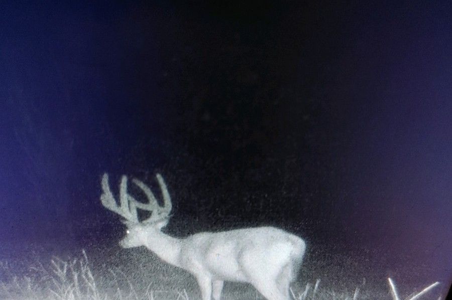 trail cam 8