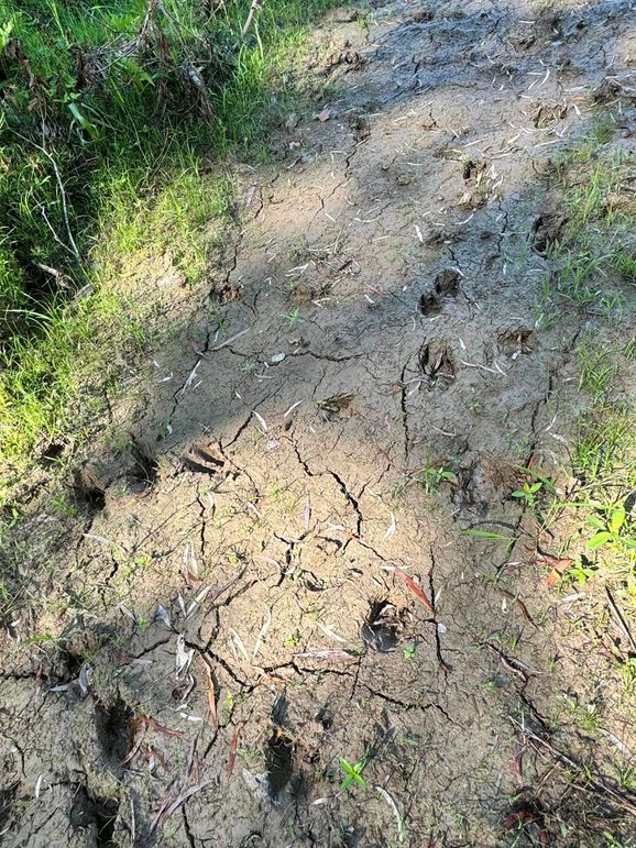 (28)Deer Tracks