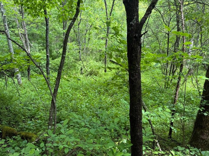 009 lush growth understory near the creek area-2