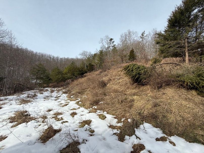 010 the old field growth in the northwest part of the property