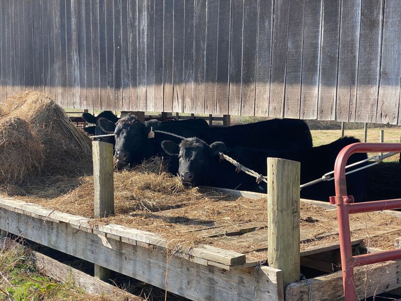 047 where_s dinner_ copy