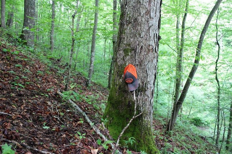 025 large mature white oak along north slope of main ridge