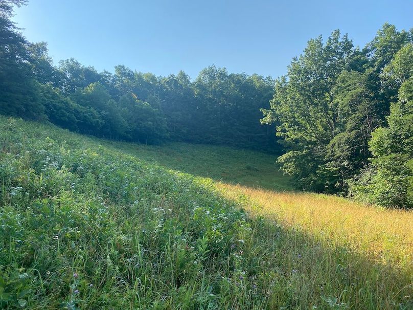 018 the back valley showing the meadows meeting the woodline copy