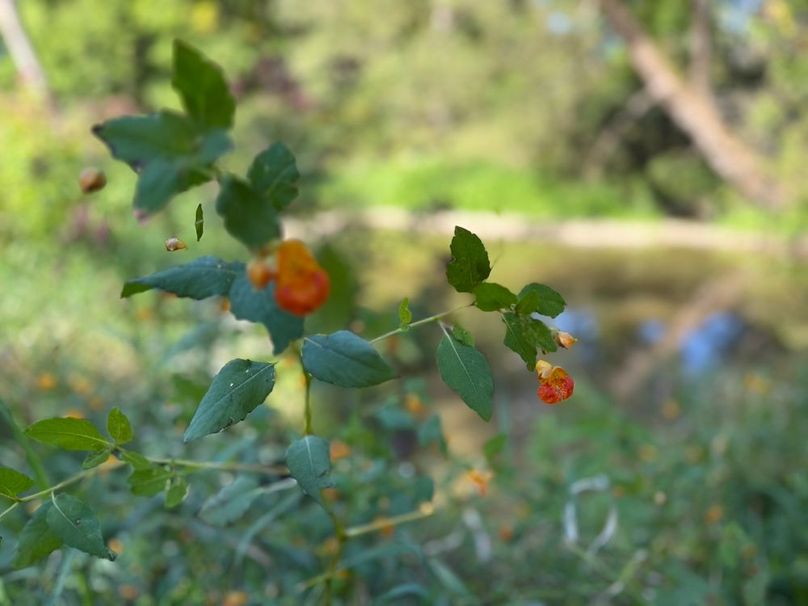 Cayuga_5.7_Cotten Photo 24