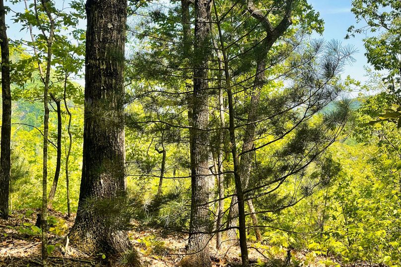 29 Mountain Views 09