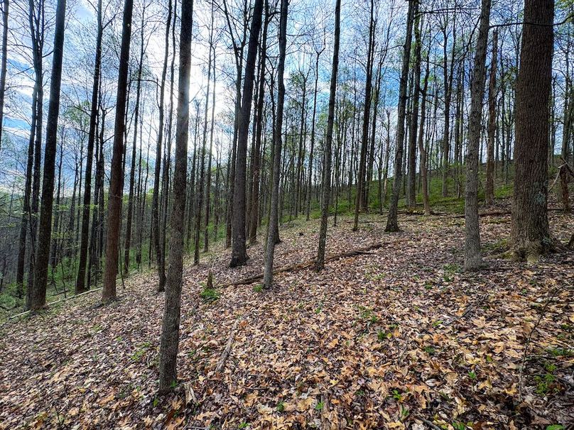 Calhoun, WV 132.84 AC Szegi 2-140