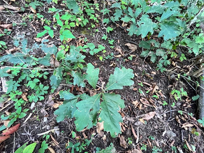 Tioga_20_Peters Photo 13