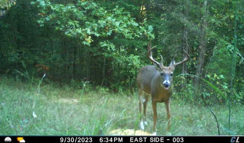 trail cam29