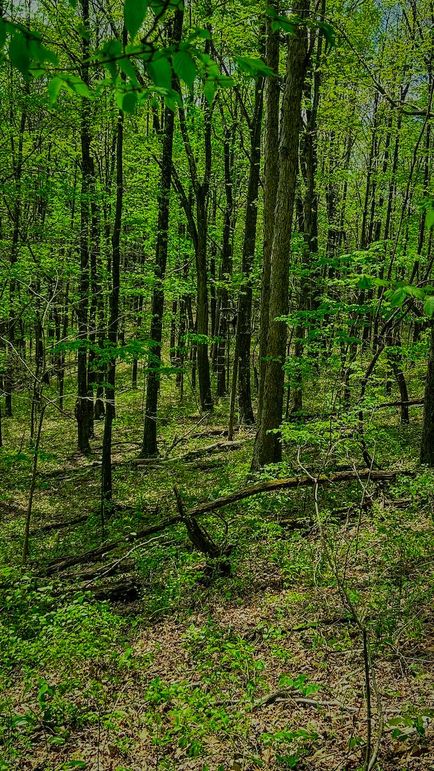 Doddridge, WV 64.69 AC Davis-26