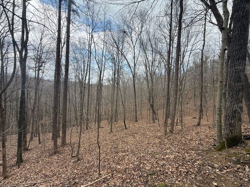 018 forested east facing slope