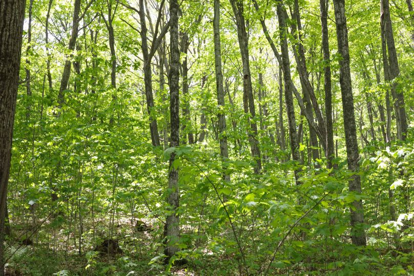 Chippewa85Knowles-5687