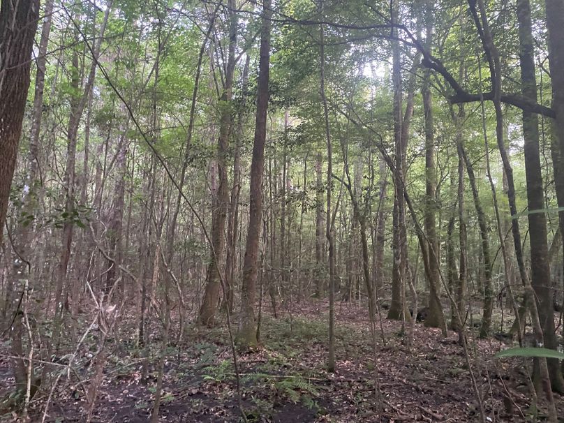 IMG_0268.JPG effiingham