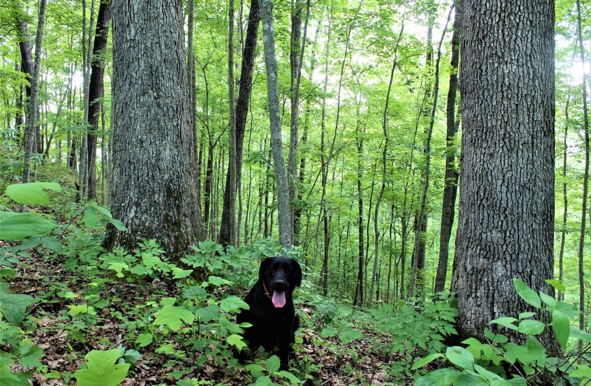 002 my field assistant _Aspen_ posing with some huge white oaks along the eastern ridge top boundary