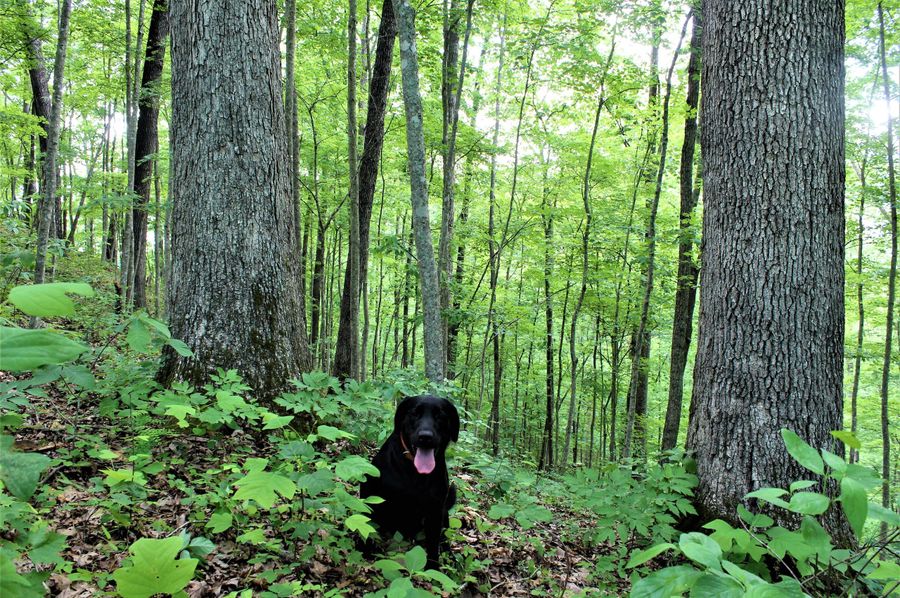 002 my field assistant _Aspen_ posing with some huge white oaks along the eastern ridge top boundary