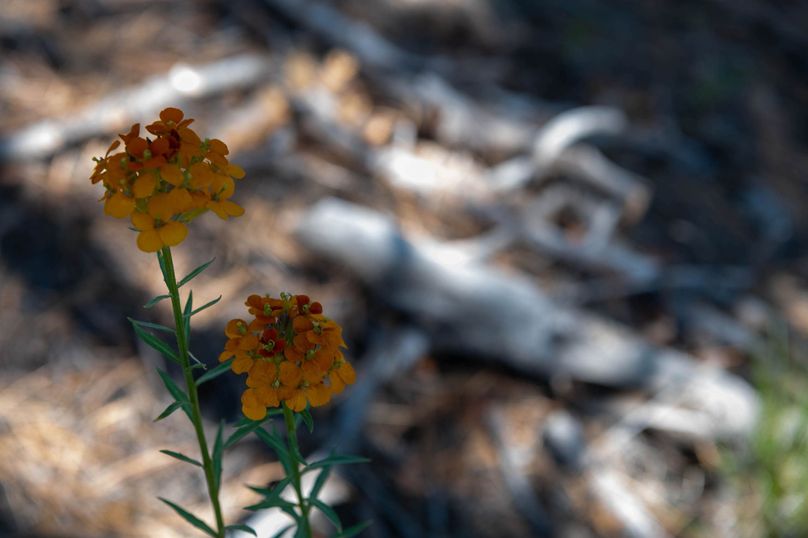 Copy of Los Alamos 508 6-24-5