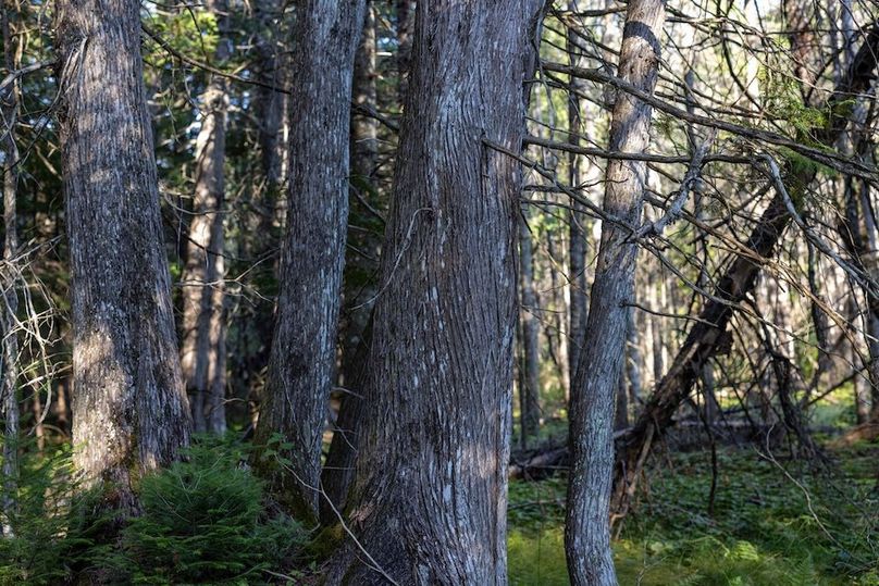 Mackinac 320 Copenhaver-94