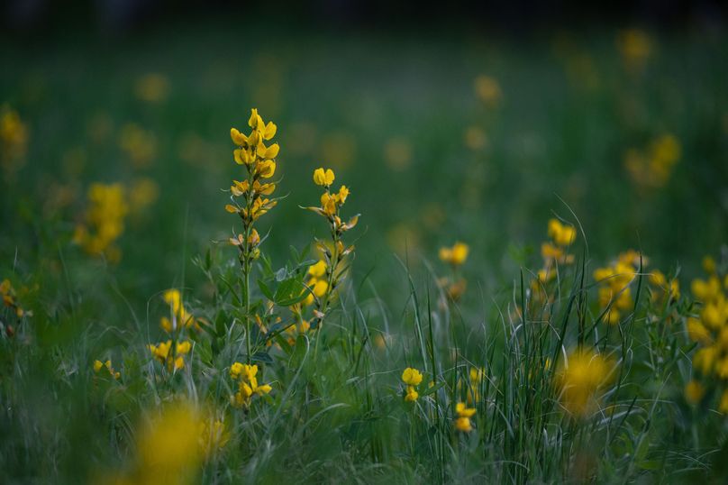Teller CO 120 - 022 -  bird_s-foot trefoil