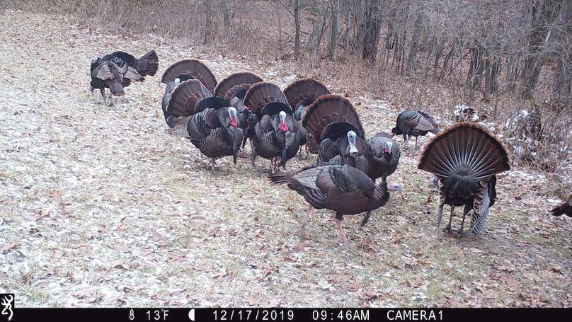 Sauk 174 Trailcam - 66