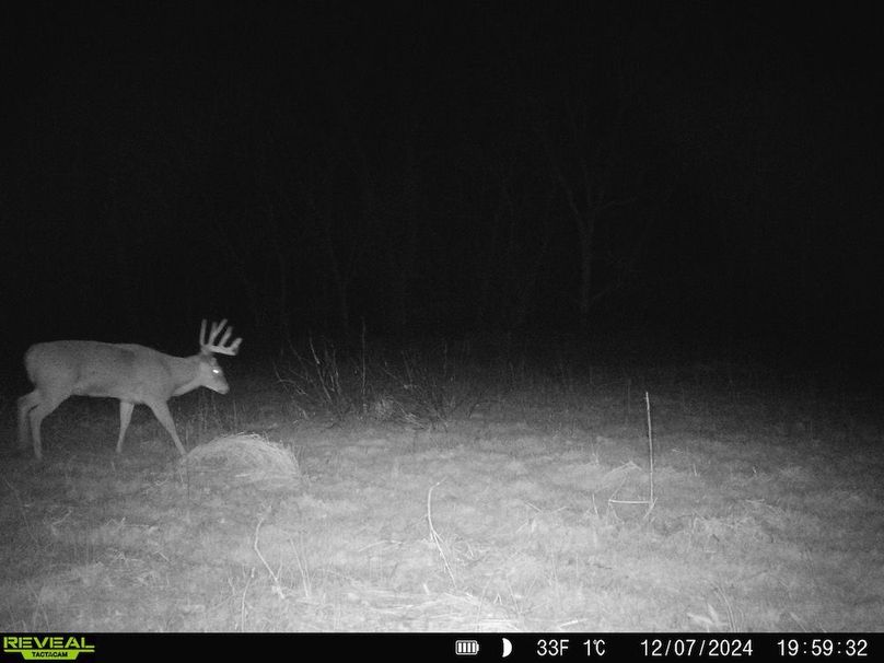 Copy of deer photos.198