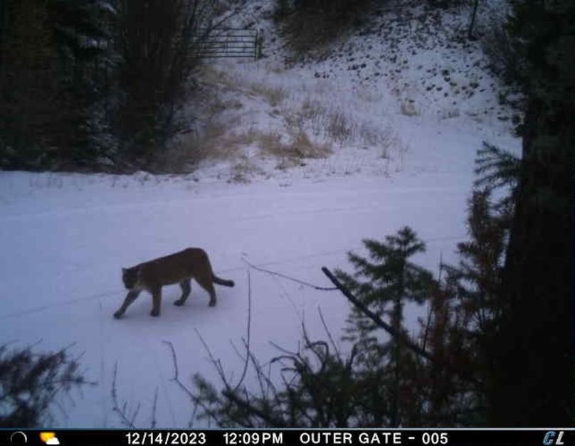 Mountain lion