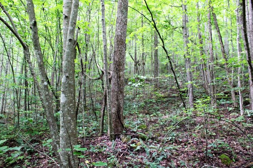 013 wooded east facing slope approximately half way to the ridge top