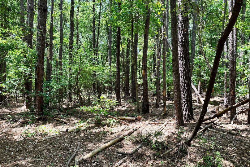 Woods 10
