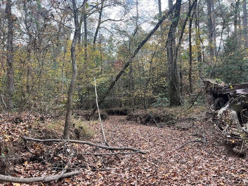 Dal_40_Denton20251117_0349