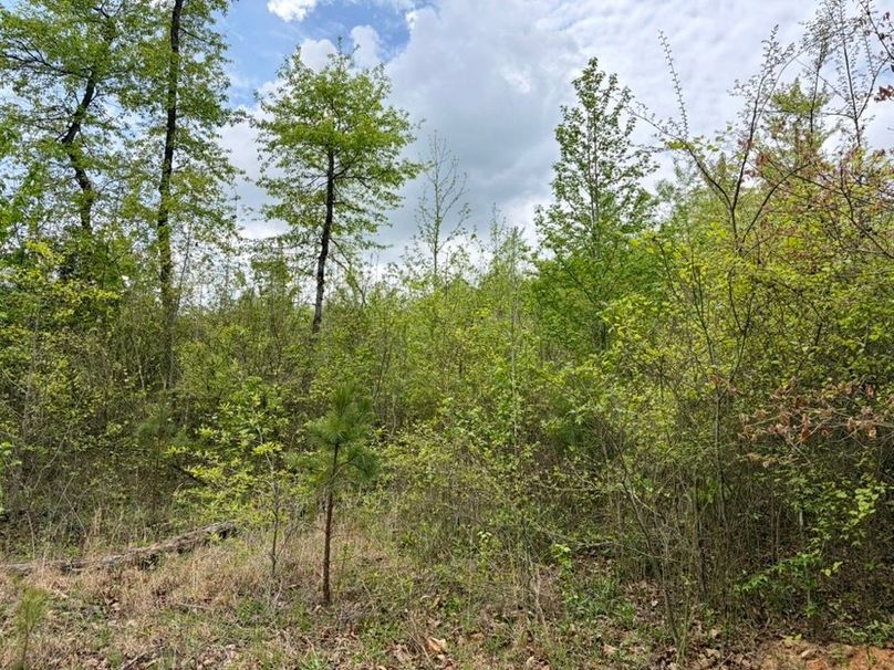 E14D65CC-FAAE-43A6-9841-DADE78E475C9_1_105_c-2