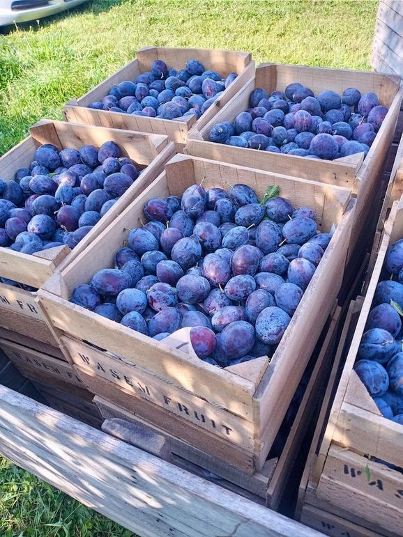 Plums