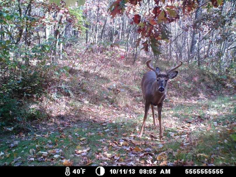 Sauk 174 Trailcam - 85