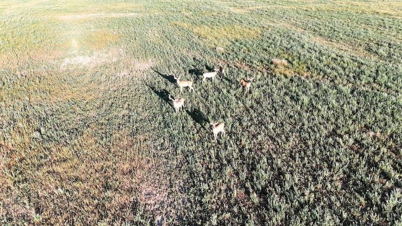 DJI_20240810073829_0211_D