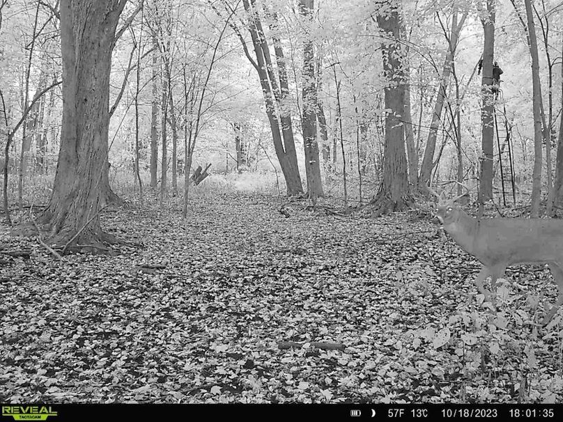 Deer cam 2