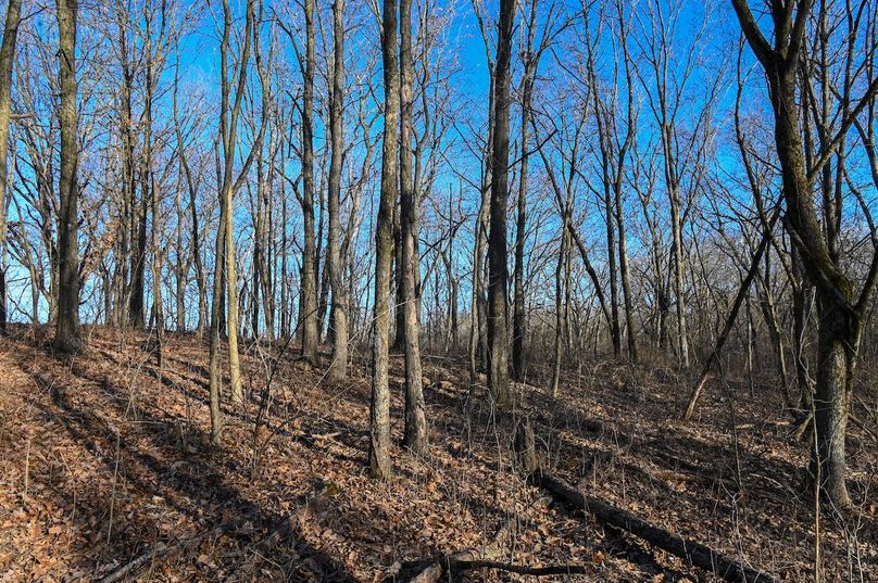 vandalia 450 (2)-2209